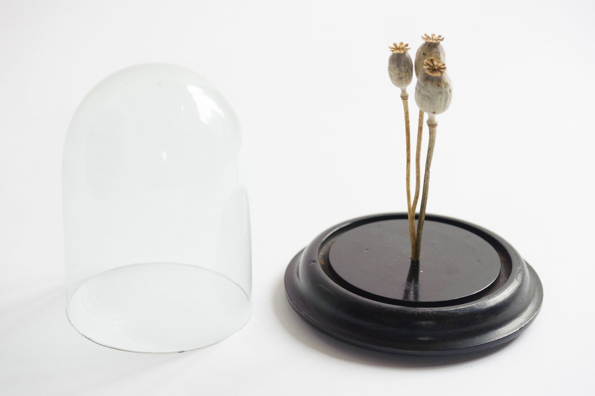 Antique French Display Dome with ebonised base