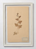 Beautiful Framed Antique French Herbier 1