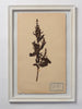 Beautiful Framed Antique French Herbier 3