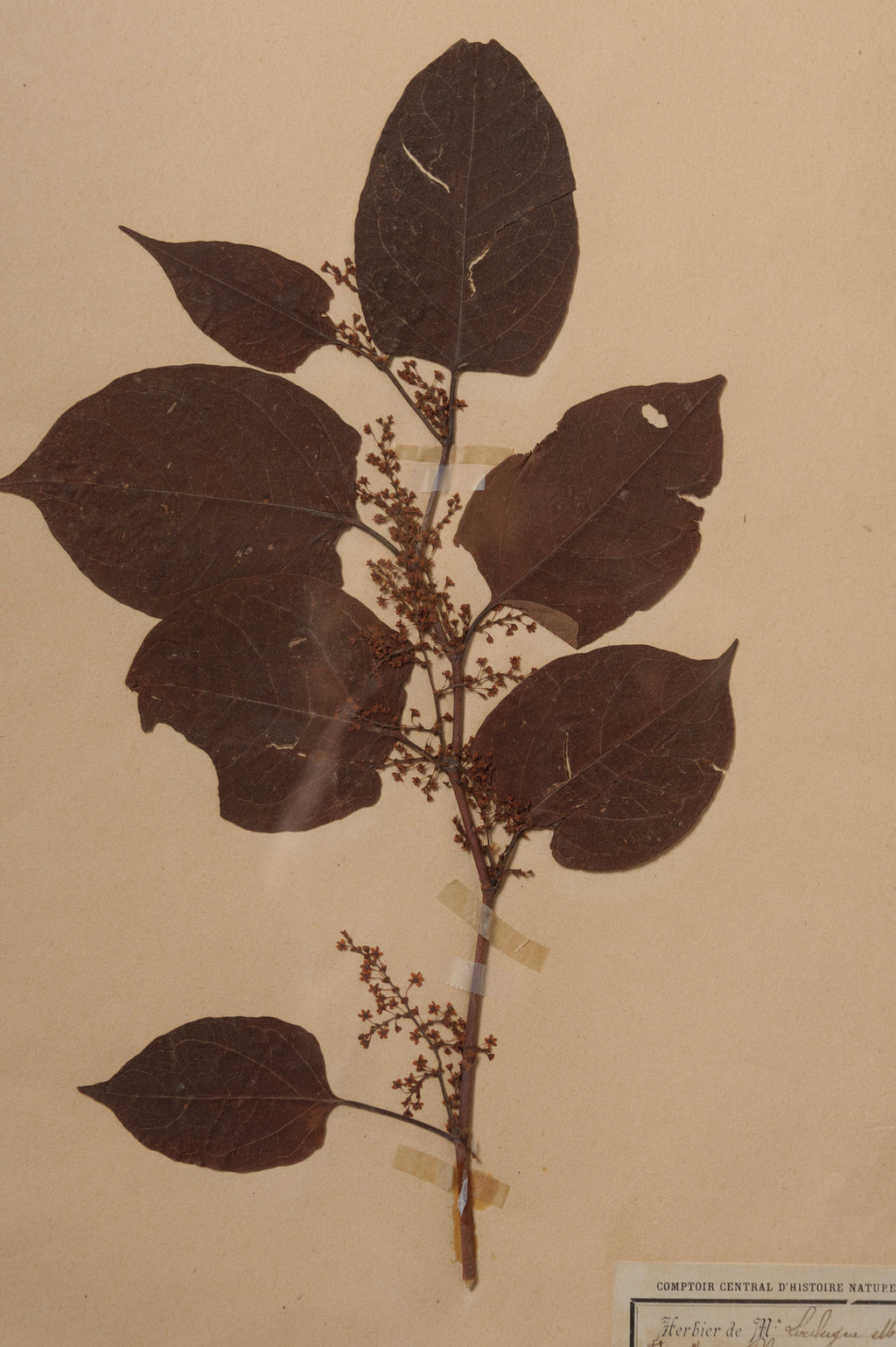 Beautiful Framed Antique French Herbier 4