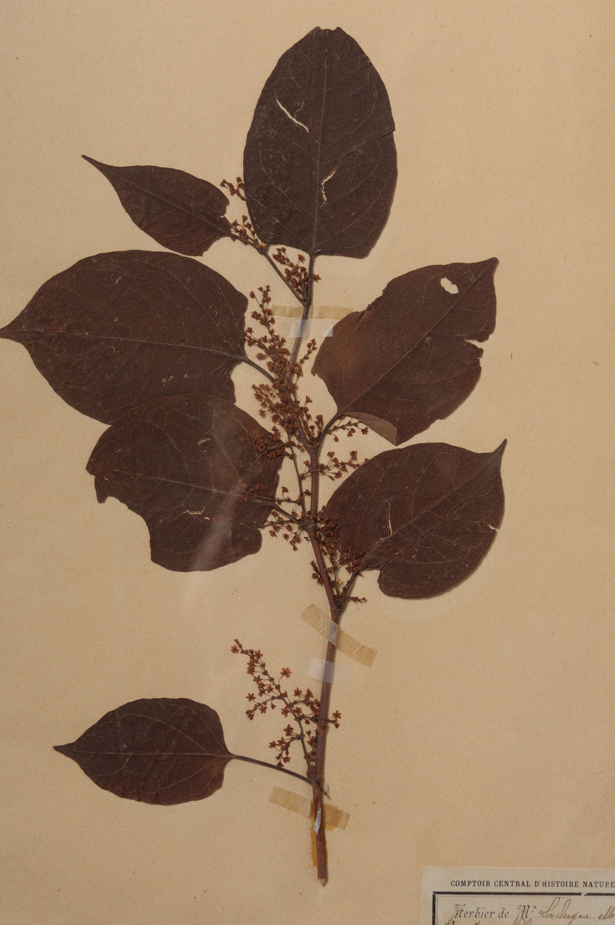 Beautiful Framed Antique French Herbier 4