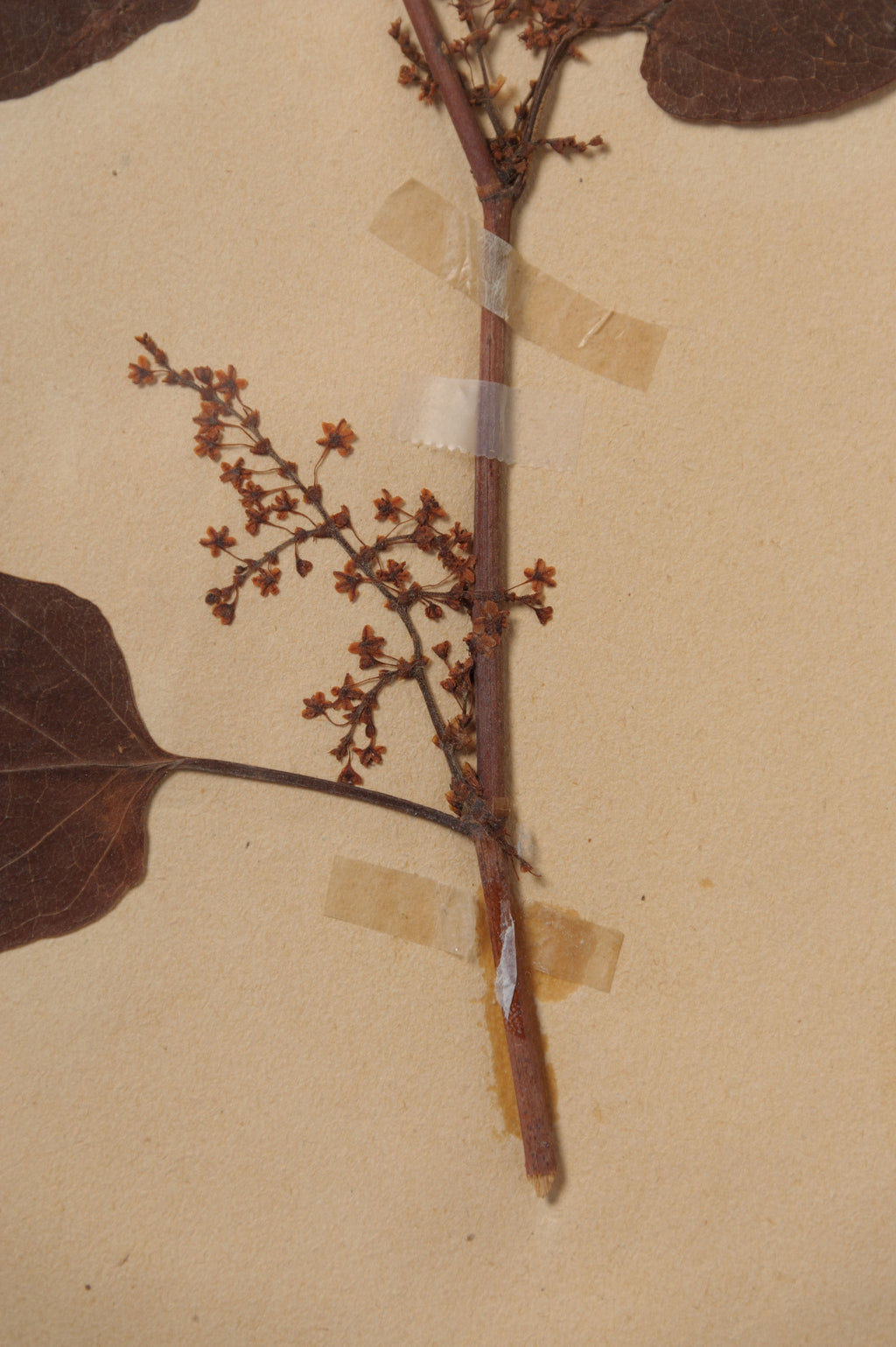 Beautiful Framed Antique French Herbier 4