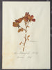 Amazing Antique Framed Herbariums in original frame