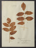 Amazing Antique Framed Herbariums in original frame