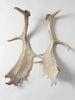 Pair Vintage Fallow deer antlers