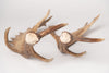 Pair Vintage Fallow Deer antlers