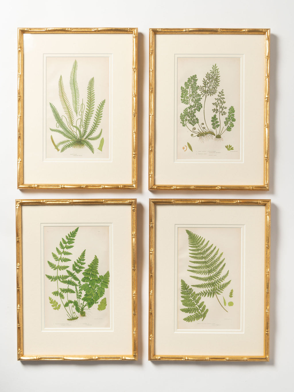 Antique 19th Century chromolithic Fern Prints by Ann Pratt