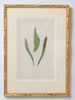 Antique 19th Century Fern lithograph prints in gilt bamboo frames