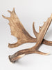 Pair Vintage Fallow Deer antlers