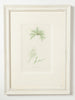 Antique Original Seaweed Hand Coloured Engraved prints by James Sowerby