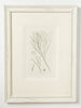Antique Original Seaweed Hand Coloured Engraved prints by James Sowerby