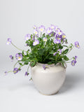 Antique 19th Century French white glaze confit pot