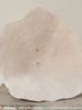 Beautiful Collection of Vintage "Elephant Ear Mushroom" Coral - Decorative Antiques UK  - 1