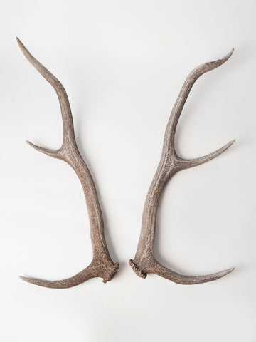 Pair Beautiful Deer/Stag Antlers