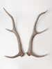 Pair Beautiful Deer/Stag Antlers