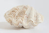 Beautiful Small Complete Clam Shell