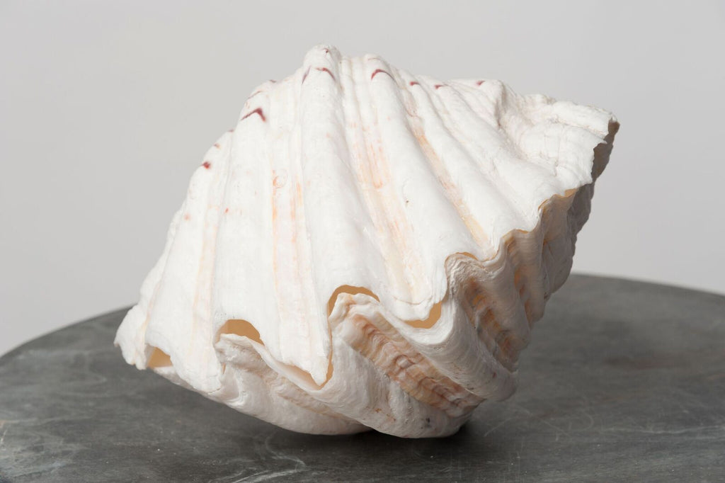 STUNNING COMPLETE GIANT CLAM SHELL/TRIDACNA GIGAS