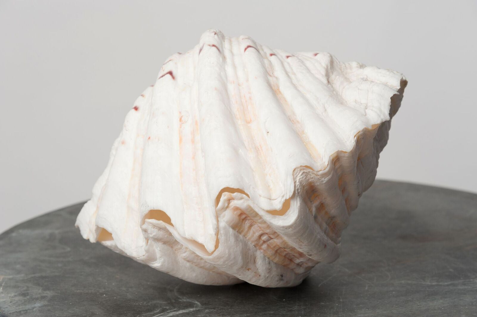 STUNNING COMPLETE GIANT CLAM SHELL/TRIDACNA GIGAS