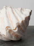 STUNNING COMPLETE GIANT CLAM SHELL/TRIDACNA GIGAS