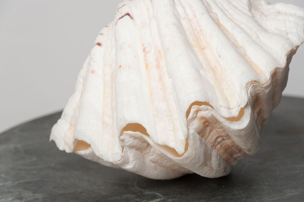 STUNNING COMPLETE GIANT CLAM SHELL/TRIDACNA GIGAS