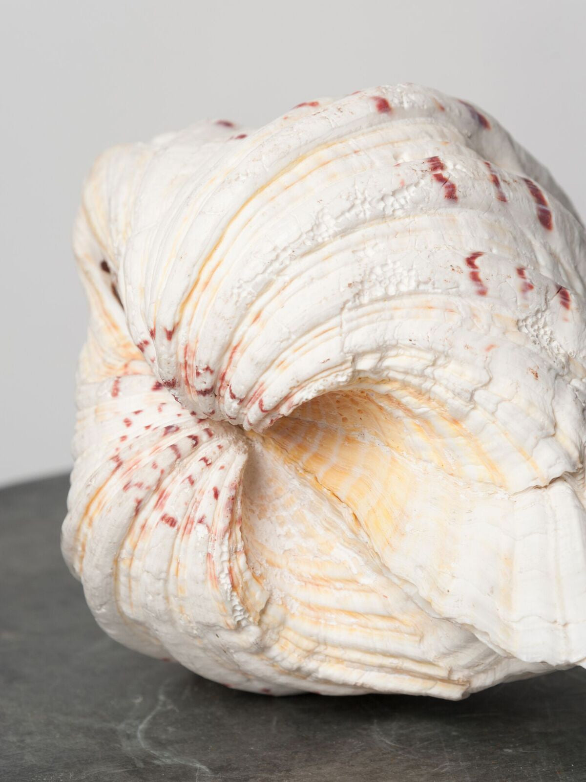 STUNNING COMPLETE GIANT CLAM SHELL/TRIDACNA GIGAS