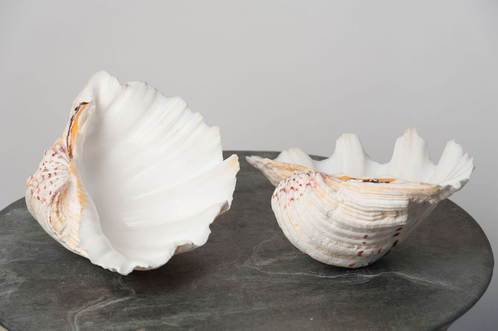 STUNNING COMPLETE GIANT CLAM SHELL/TRIDACNA GIGAS