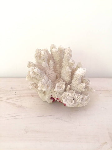 Vintage White Coral