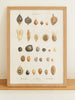 Framed Mid Century Danish Educational Seed Print