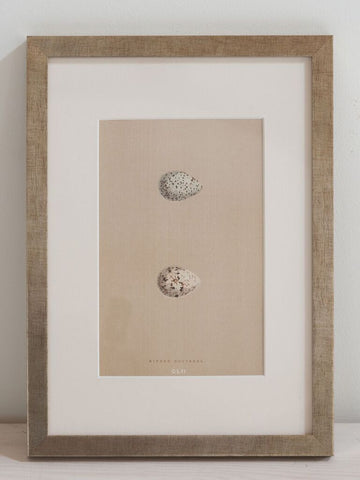 Antique 19th Century Egg prints, mounted and framed - Decorative Antiques UK  - 4