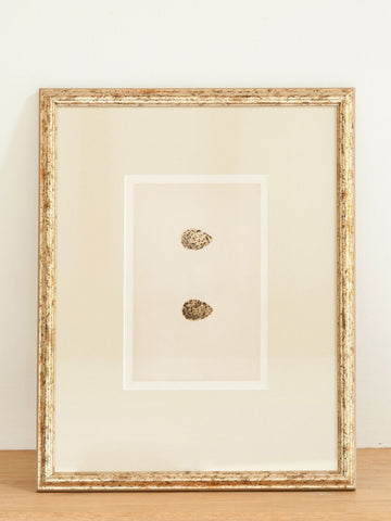 Antique 19th Century Bird Egg Bookplates, mounted and framed