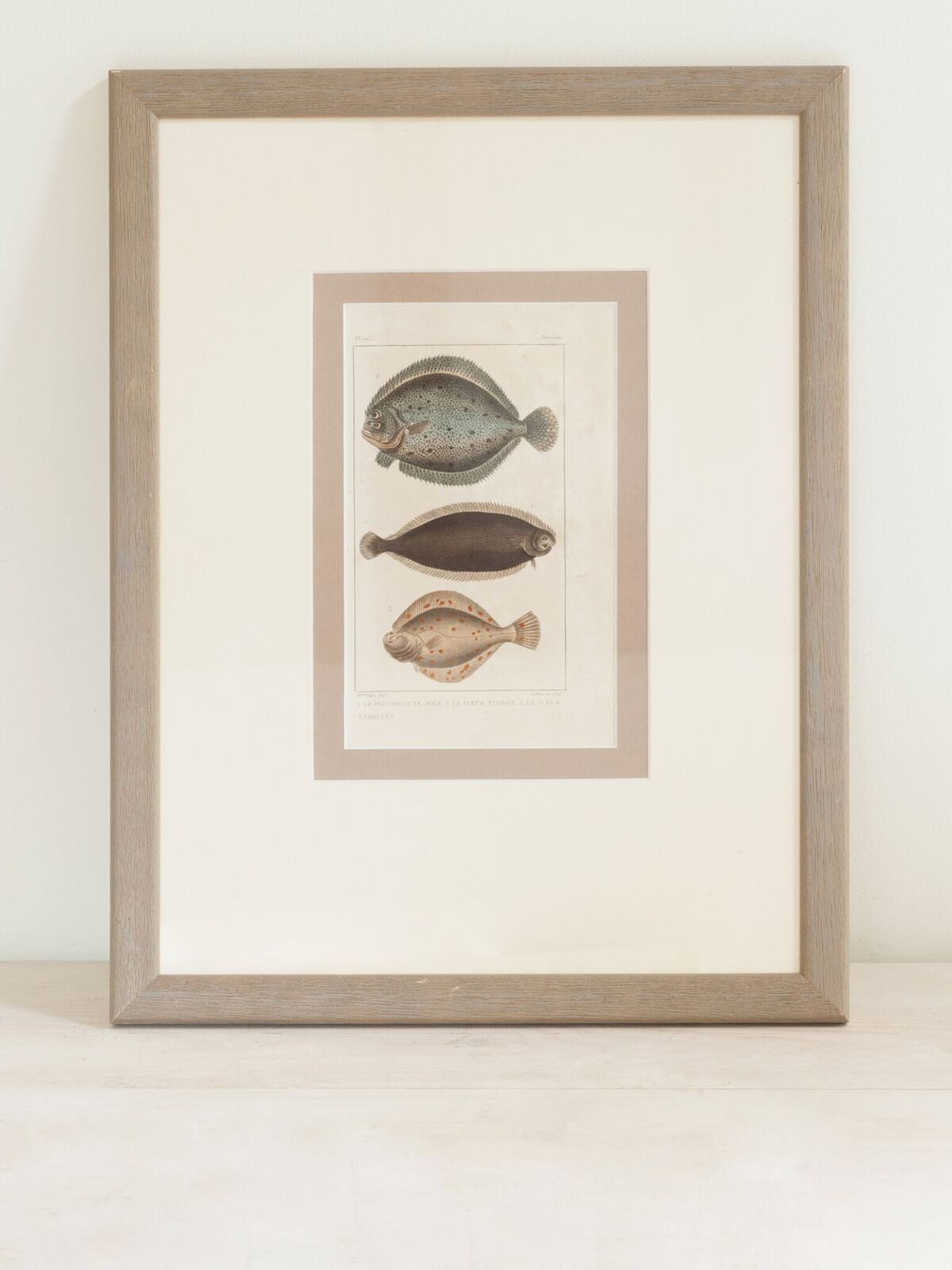 Antique French Fish Bookplates, mounted and framed – Decorative Antiques UK