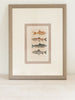 Antique French Fish Bookplates, mounted and framed