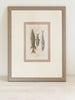 Antique French Fish Bookplates, mounted and framed