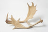 Pair Vintage Fallow Deer Antlers