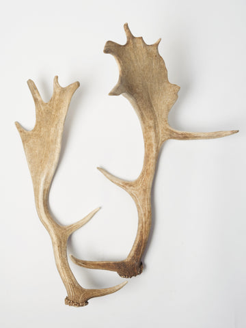 Pair Vintage Fallow Deer Antlers