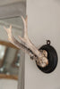 Collection of Antique Roe deer antlers mounted on circular shields - Decorative Antiques UK  - 4
