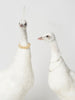 STUNNING RARE WHITE TAXIDERMY PEAHENS