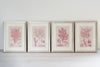 Antique 19th Century Handcoloured Seaweed Prints, mounted and framed - Decorative Antiques UK  - 2