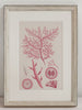 Antique 19th Century Handcoloured Seaweed Prints, mounted and framed - Decorative Antiques UK  - 4
