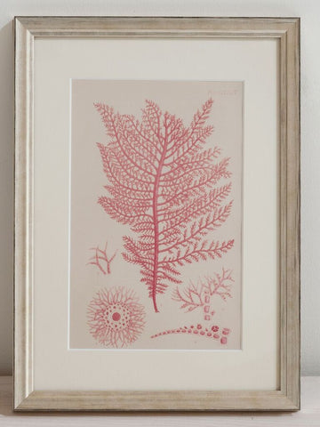 Antique 19th Century Handcoloured Seaweed Prints, mounted and framed - Decorative Antiques UK  - 1