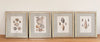 Antique 19th Century Hand Coloured Shell Engravings, mounted and framed