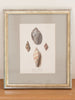 Antique 19th Century Hand Coloured Shell Engravings, mounted and framed