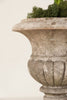 Beautiful 19th Century French Marble Urns - Decorative Antiques UK  - 4